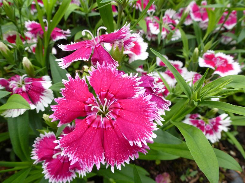 Free Stock Photo: Close up on pretty pink and white trimmed dianthus flowers in full bloom at garden outside