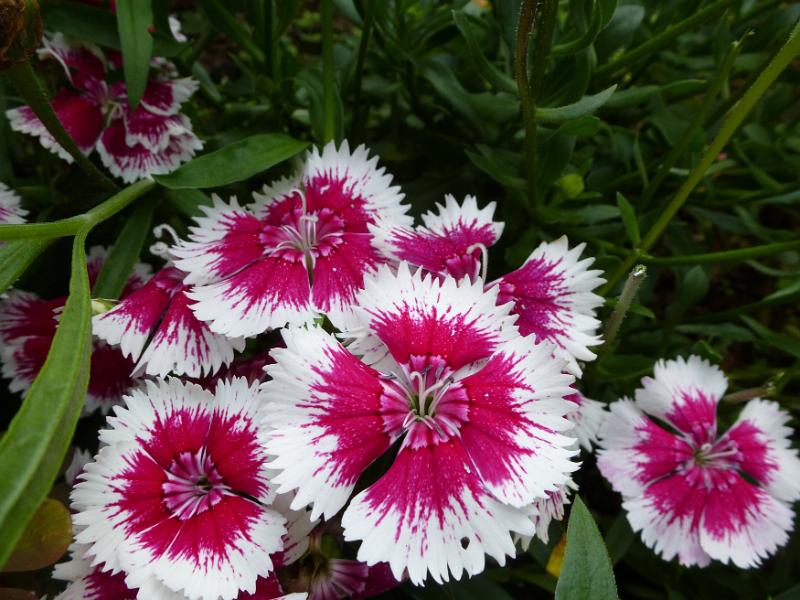 Free Stock Photo: Delicate variegated pink dianthus flowers growing outdoors in the garden in a close up overhead view