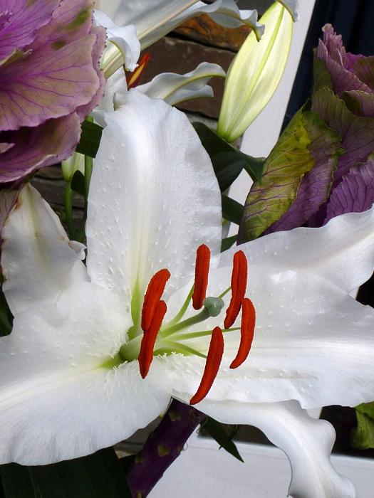 Free Stock Photo: Close up of the fresh white flower of an Easter lily with distinctive large colorful red stamens and anthers to attract the insects for pollination