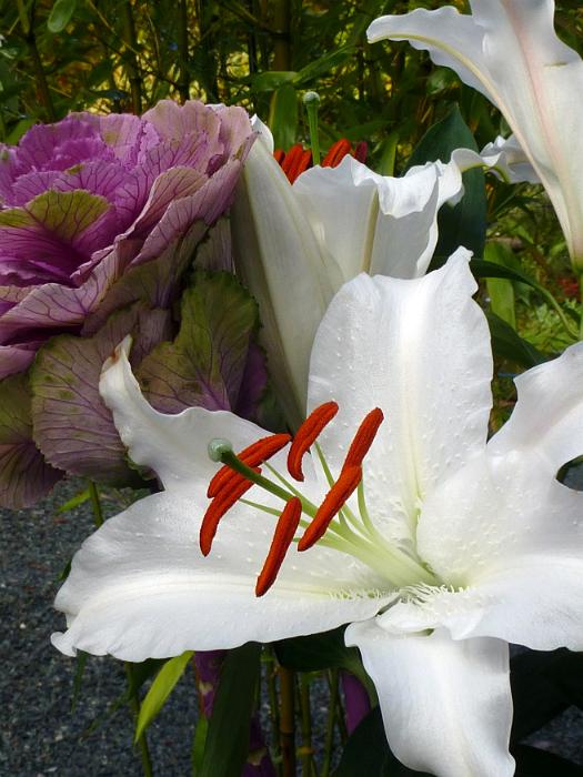 Free image of delicate white Easter lily