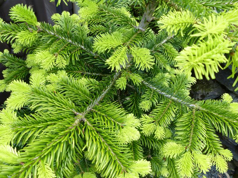 Free Stock Photo: Fresh summer foliage on an evergreen conifer showing the pale green new growth in a full frame nature background