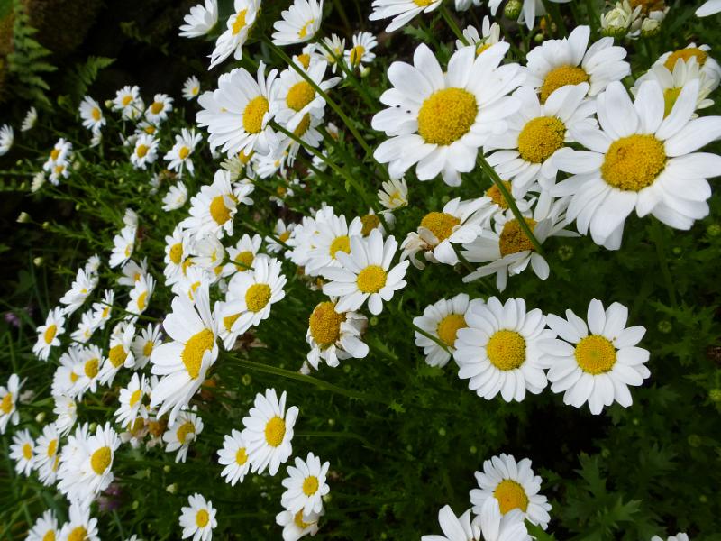 Free Stock Photo: Field of white summer daisies with yellow centres in a close up full frame view on the flowers