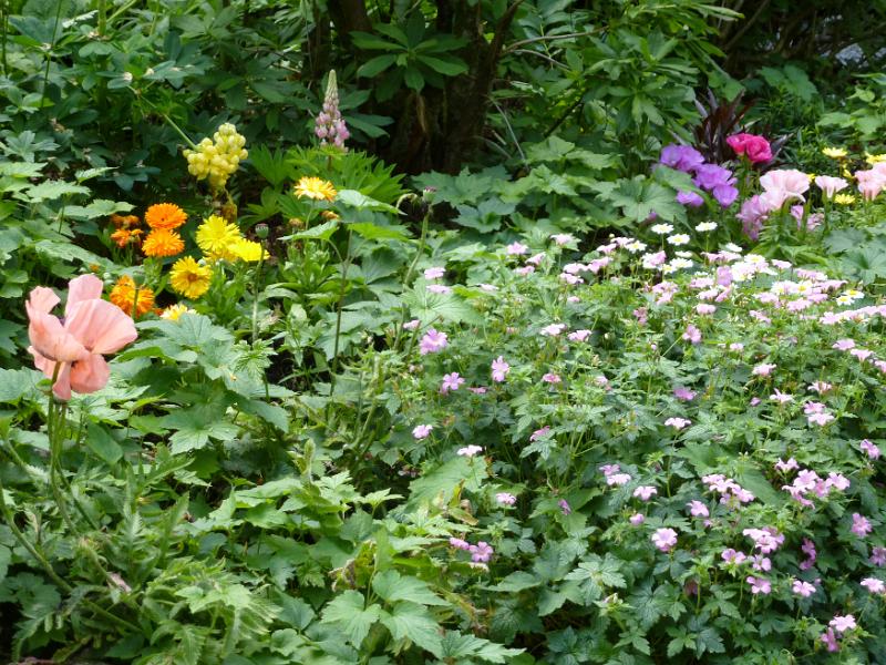Free Stock Photo: Lush garden background with pink, orange, yellow, purple and white flowers for nature theme