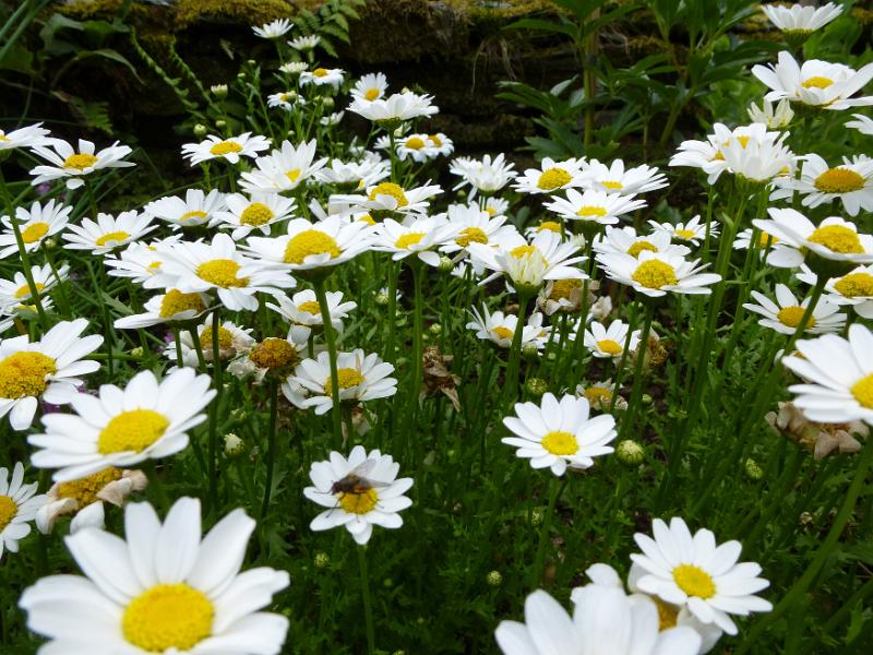 Free Stock Photo: Flowering white summer daisies with an insect perched in the center of a central bloom growing in a garden or meadow