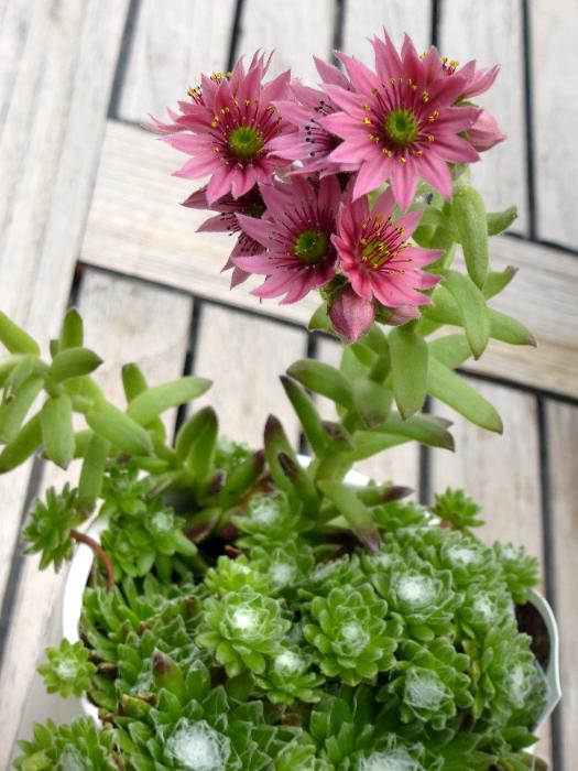 Free Stock Photo: Beautiful pink flowers on an Aestonium, a member of the succulent family, growing in a pot on a wooden outdoor deck viewed from above