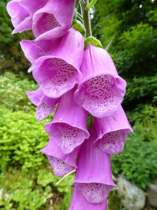 Free Stock Photo: Spike of wild pink foxglove flowers, Digitalis, in a close up view showing the spotted pattern in the tubular flower with a lush green woodland background