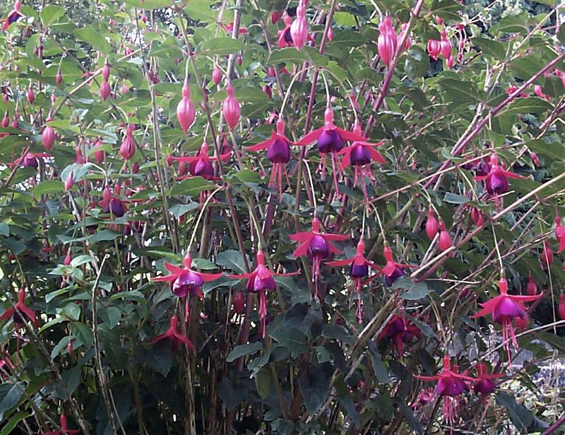 Free Stock Photo: Fresh pink fuchsias growing in a garden hanging down in a pretty display from the plant