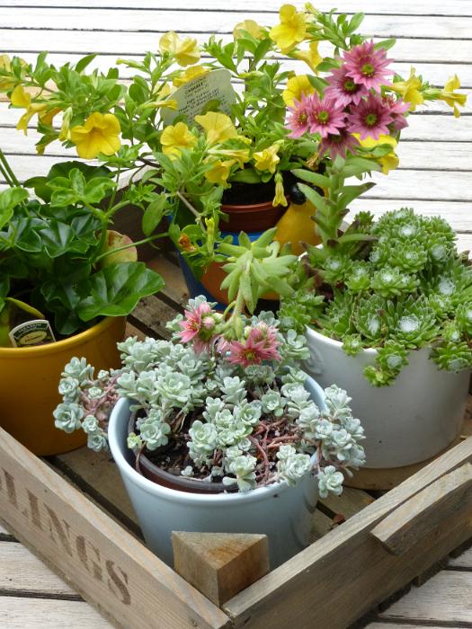 Free Stock Photo: Decorative potted garden plants placed in a wooden crate in a deck in a landscaping and horticulture concept