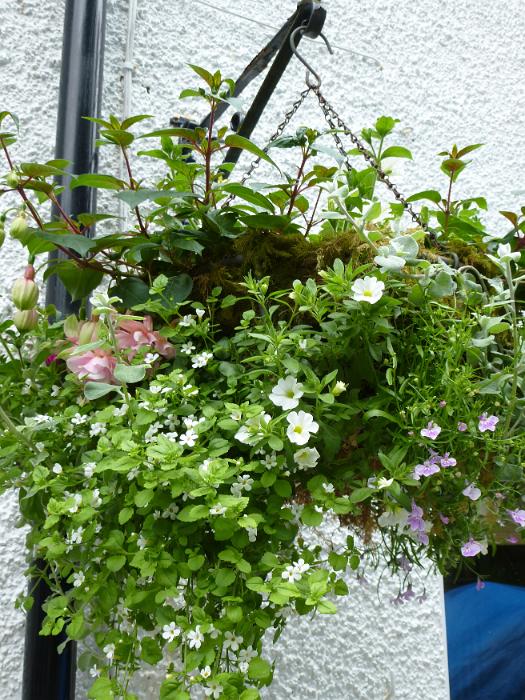 Free Stock Photo: Hanging basket of summer flowers on a wrought iron bracket over a rough plaster exterior white wall in a close up view