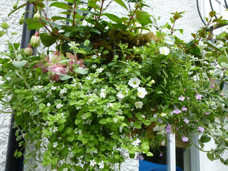 Free Stock Photo: Hanging basket of assorted dainty summer flowers coming into bloom in front of a home window on a white wall