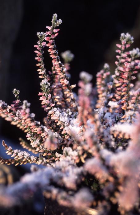 Free Stock Photo: pink flowering heather covered in a winter frost on a dack background