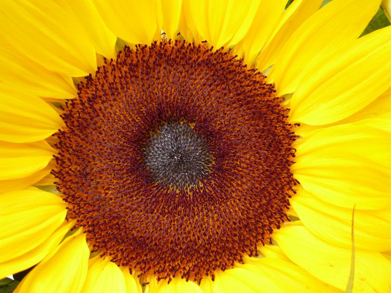Free Stock Photo: Center of a colorful yellow sunflower or Helianthus showing the formation of the oil rich seeds in a close up macro view