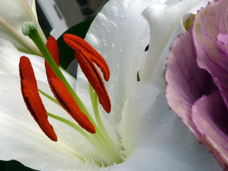 Free Stock Photo: Close up of the colorful red stamens and anthers on a fresh pure white Easter lily