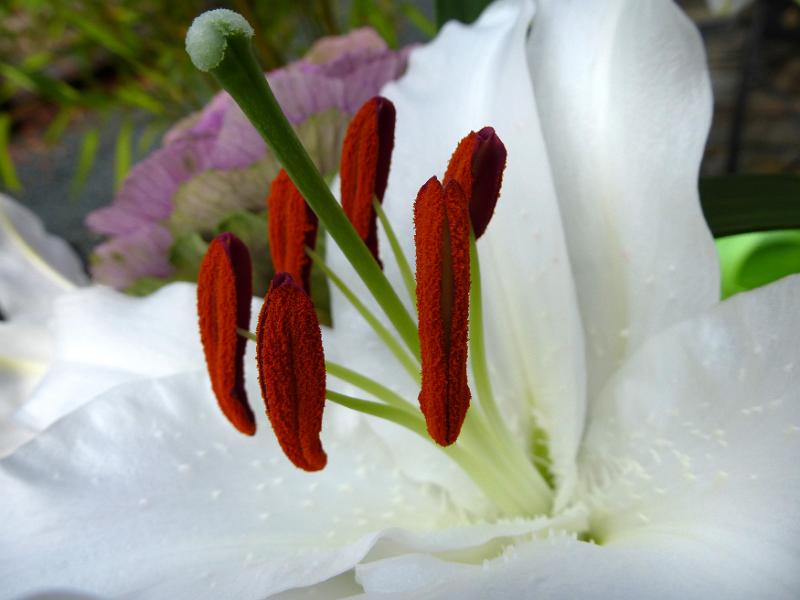 Free Stock Photo: Macro of the reproductive organs of a delicate white lily showing the stigmata