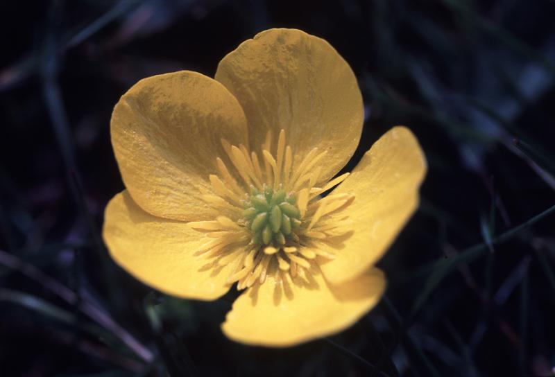 Free Stock Photo: Single pretty yellow summer buttercup with a macro view to the pistils on top of the flower over a dark background