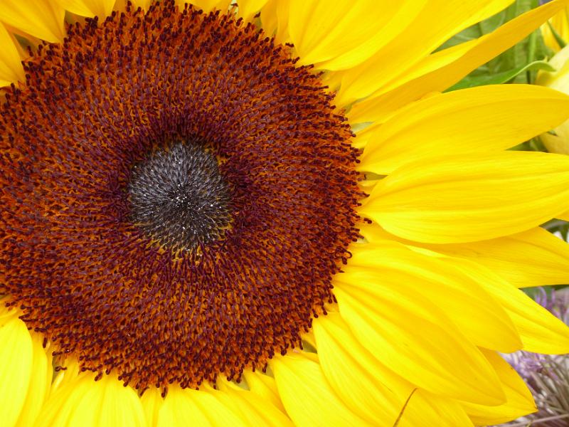 Free Stock Photo: Macro view of a bright yellow sunflower, or Helianthus, showing the formation of the oily seeds and the colorful rays