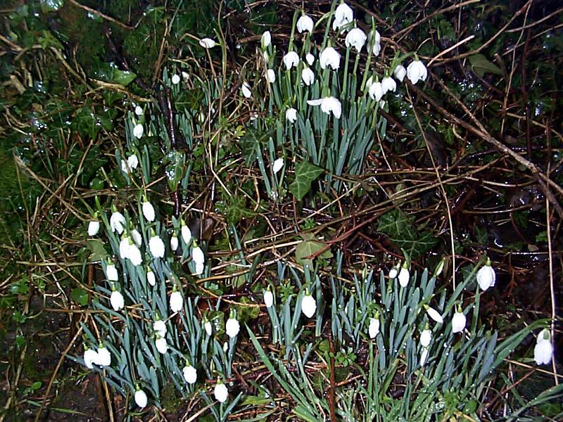 Free Stock Photo: a clump of snowdrops growing in woodland