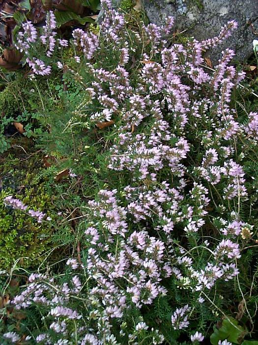 Free Stock Photo: Alpine mosses and pink heather flowers on a highland plateau