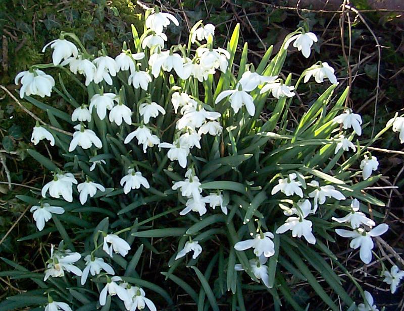 Free Stock Photo: an outcrop of flowering snowdrops in an early spring woodland
