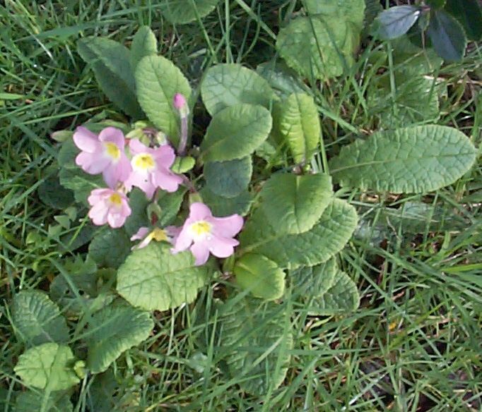 Free Stock Photo: High angle view of a cluster of delicate pink spring primrose flowering in a spring garden or woodland