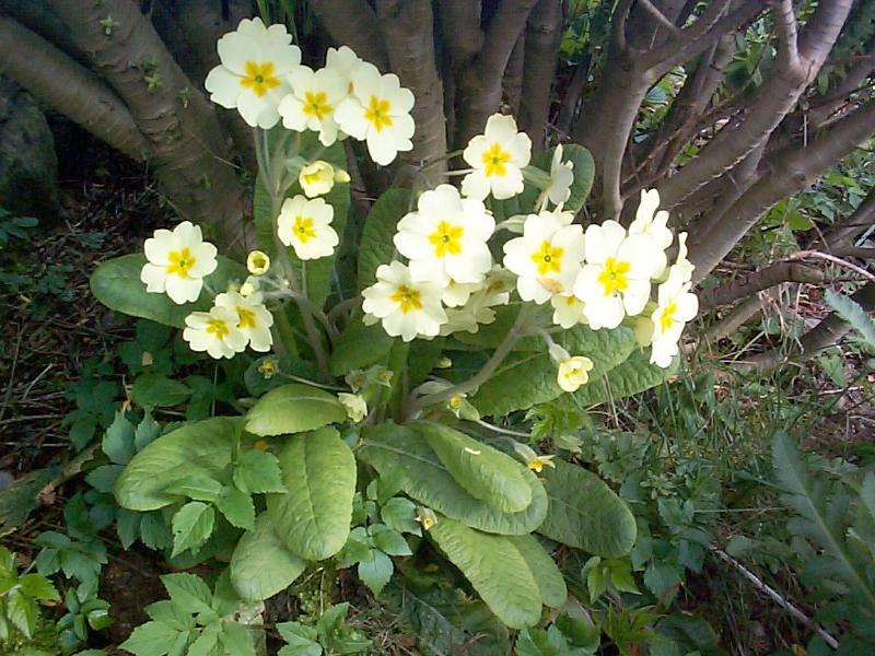 Free Stock Photo: Cluster of pretty yellow primrose flowers symbolic of spring usually found growing wild in woodland or cultivated in a garden