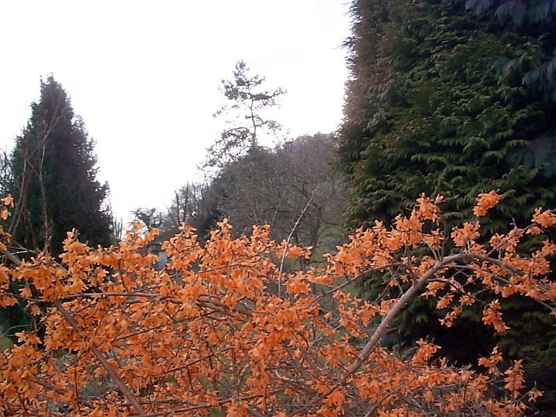Free Stock Photo: A large bush with many orange flowers