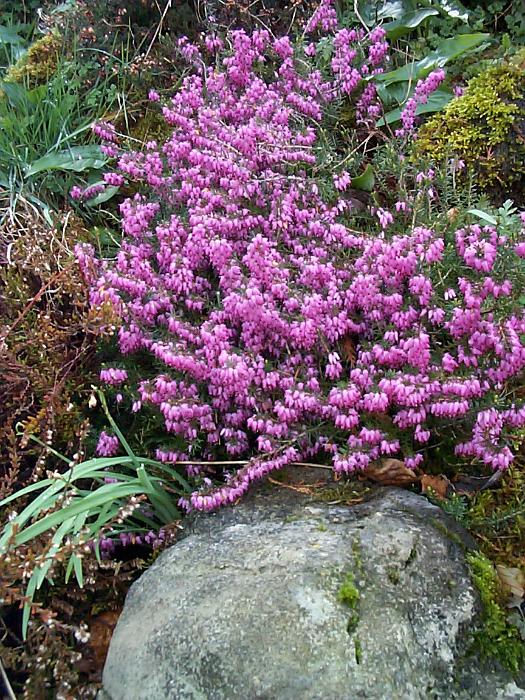Free Stock Photo: Close up of gorgeous pink heather bush (Calluna vulgaris) growing above a rock