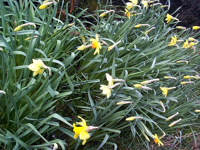 Free Stock Photo: Large cluster of early spring daffodils or narcissus flowering in rural woodland, symbolic of the spring season