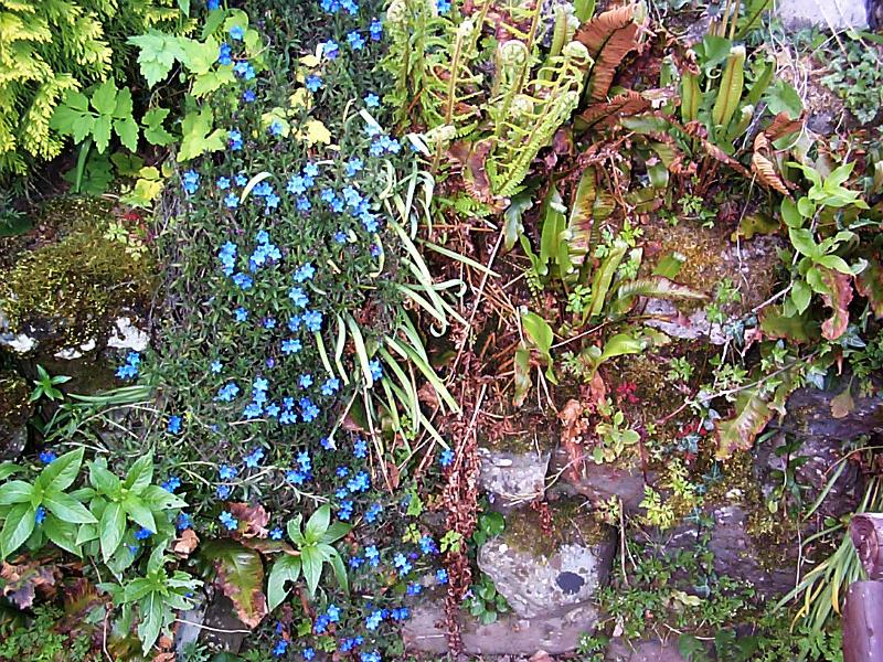 Free Stock Photo: delicate rock garden Forget-me-not flowers in moss and stones