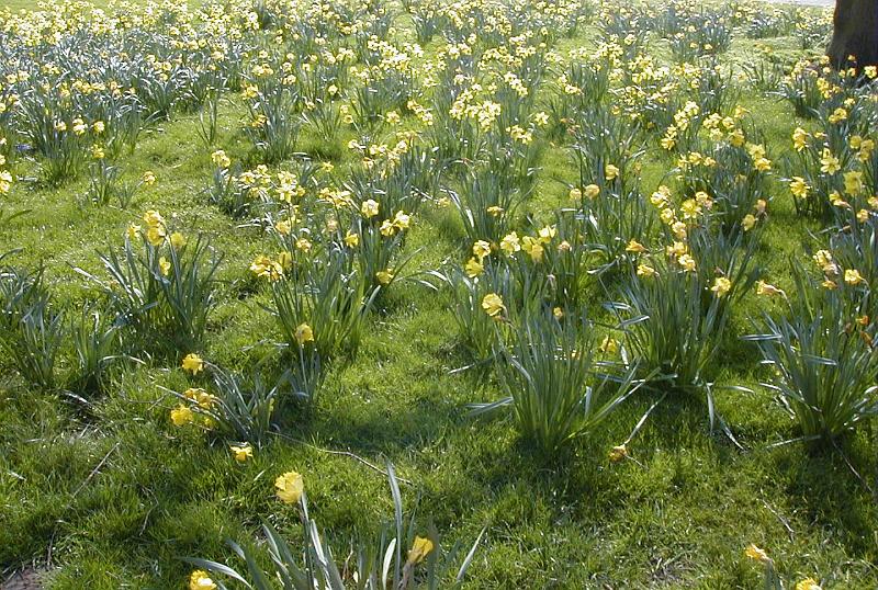 Free Stock Photo: Yellow daffodils in spring woodland carpeting the green mossy ground in a cheerful colorful display