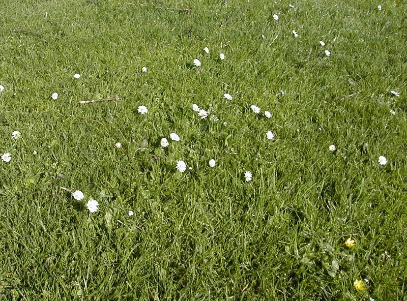 Free Stock Photo: High angle view of daisies growing on grass lawn