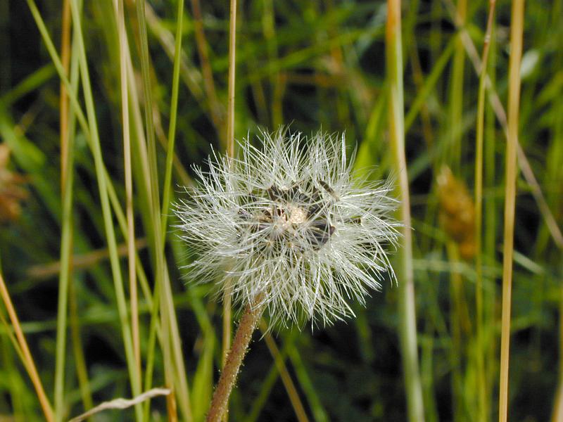 Free Stock Photo: Old dandelion clock missing half its seeds on their delicate umbrella like parachute to waft away in the wind