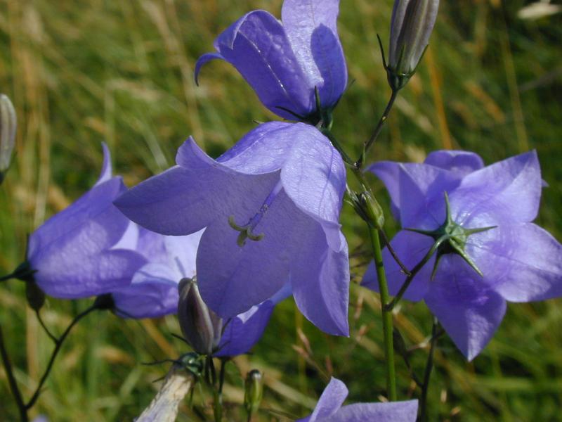 Free Stock Photo: pretty blue harebell flowers in a summer meadow