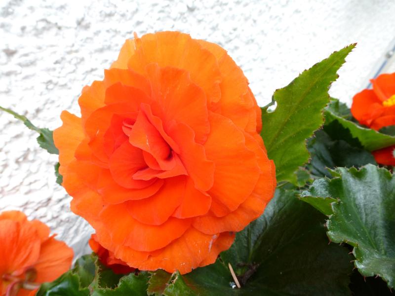Free Stock Photo: Colorful bright orange begonia flower growing in the garden against a rough plaster exterior white wall of a house in a close up view