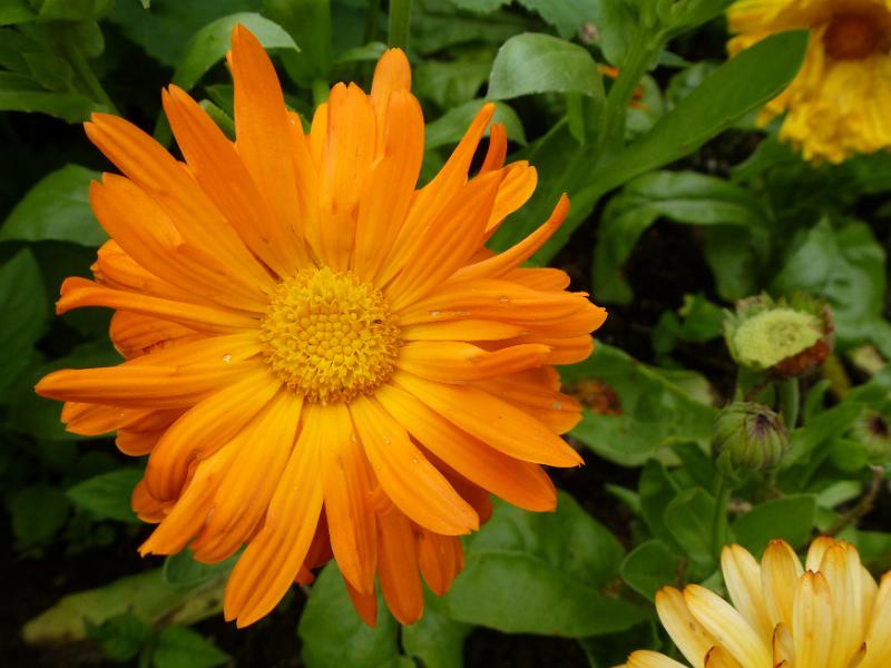 Free Stock Photo: Ornamental bright orange daisy growing on a leafy green bush in a garden in a close up overhead view