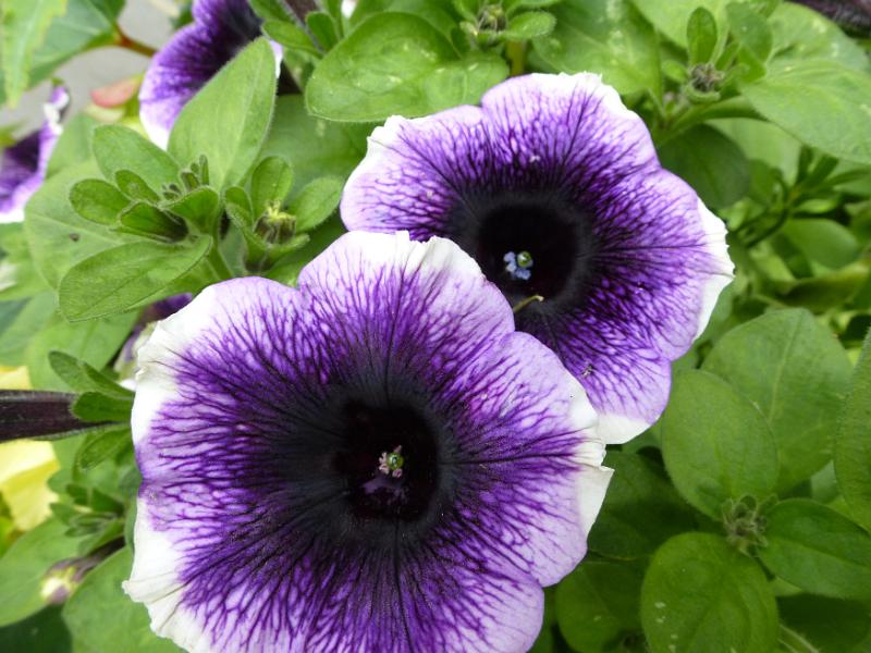 Free Stock Photo: Colorful variegated purple and white petunia growing on the bush surrounded by fresh green leaves in an overhead view looking into the trumpet