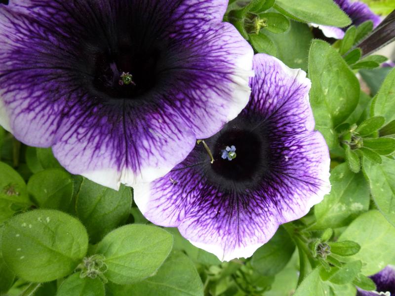Free Stock Photo: Close up detail view on pair of white and purple pentunia flowers with dark center parts from above