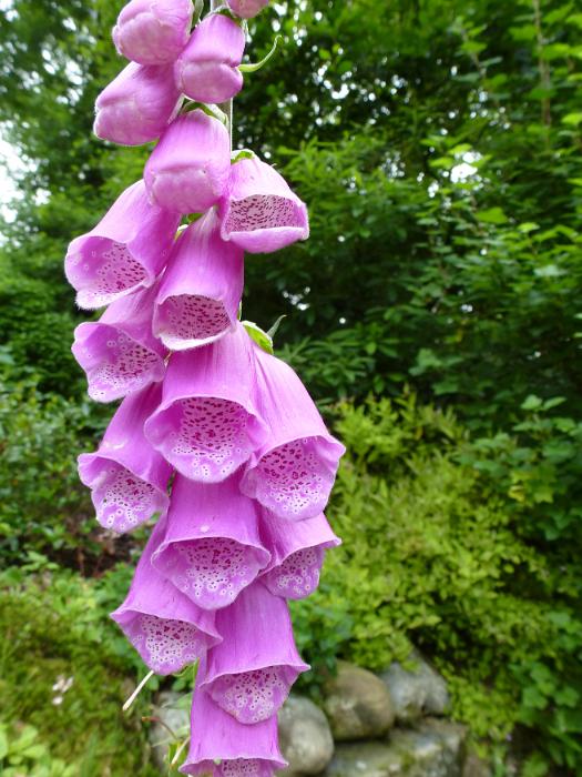 Free Stock Photo: Pretty pink foxglove spike growing in woodland with its tubular flowers from which digitalis is derived, close up view