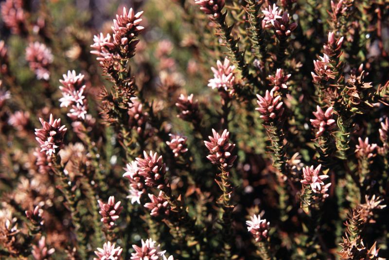 Free Stock Photo: Close up full frame view of pink flowers on a Heather bush