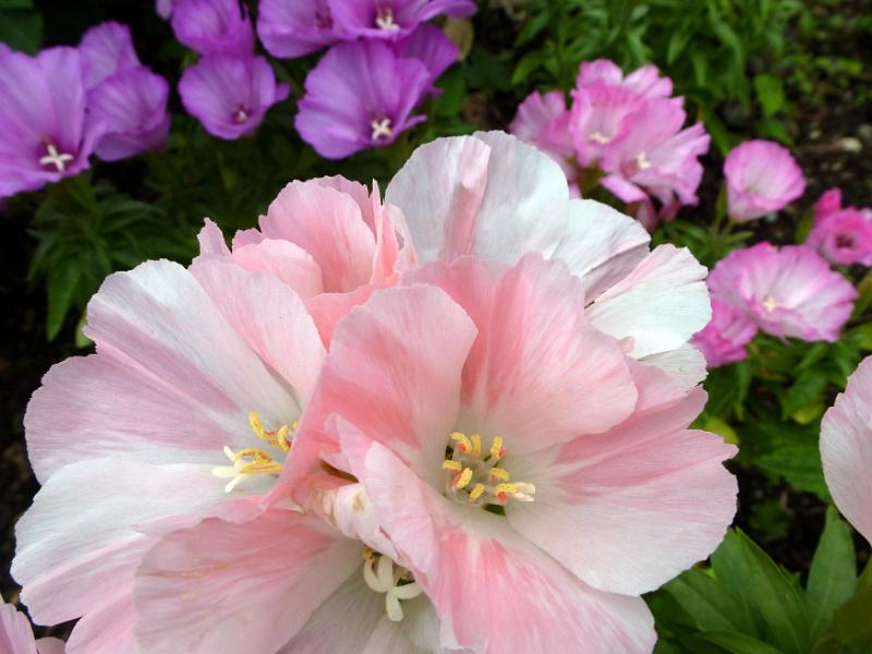 Free Stock Photo: Close up detail on beautiful pink and white petals on flowers in garden close up for concept about beauty in nature.