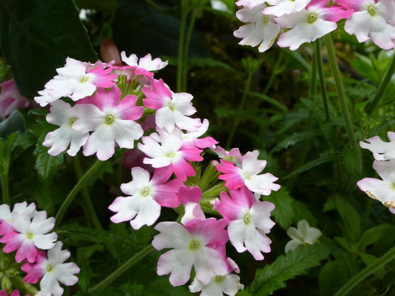 Free Stock Photo: Beautiful little half white and pink flowers viewed from above close up for nature theme