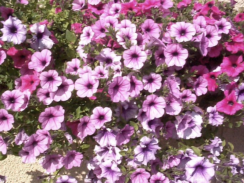 Free Stock Photo: Colorful display of purple and pink petunias growing outdoors in a garden in summer
