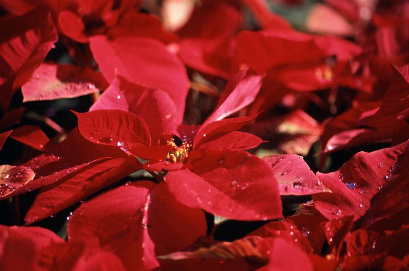 Free Stock Photo: Colorful Christmas background of fresh red poinsettias symbolic of the festive Xmas season, full frame