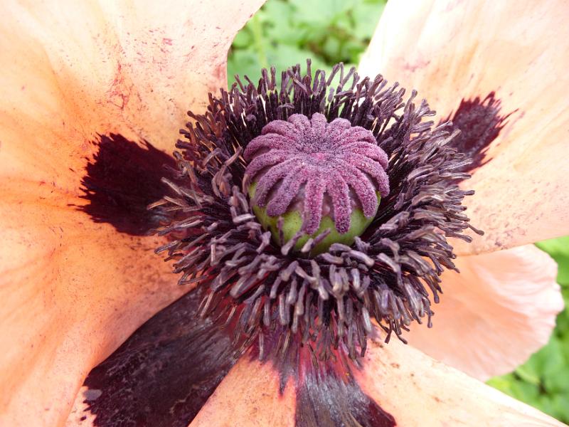 Free Stock Photo: Tight detail close up of dark purple and green poppy flower head with orange accented petals