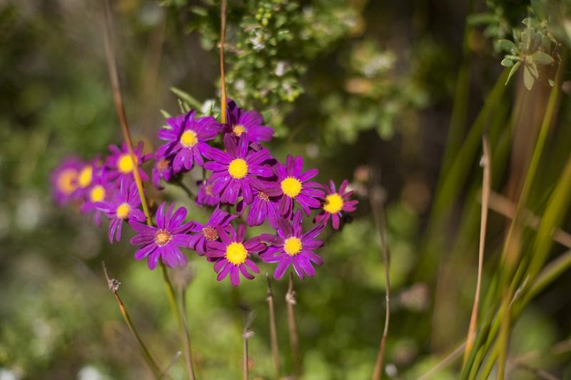 Free Stock Photo: pretty magenta and yellow flowers growing in a garden