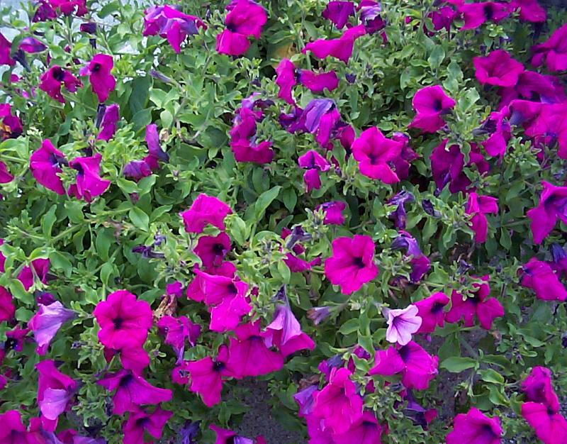 Free Stock Photo: Nature floral background of a leafy green bush covered in pretty purple petunias growing outdoors