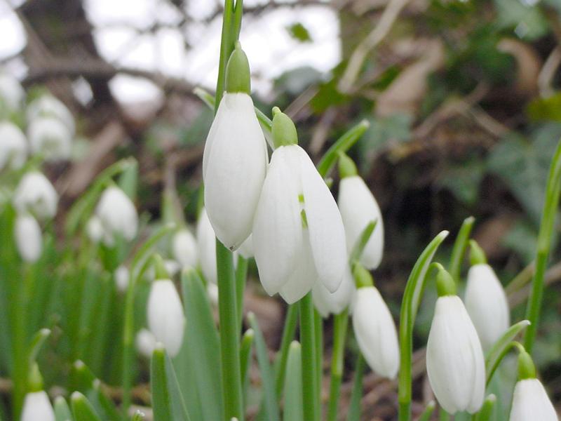 Free Stock Photo: Close up view of a cluster of delicate white snowdrops growing in spring woodland