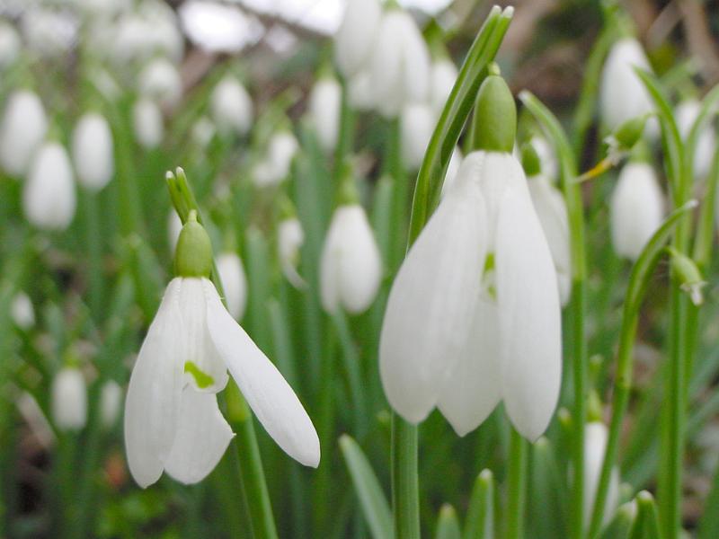 Free Stock Photo: Delicate white snowdrops with their drooping tubular flowers growing outdoors in the garden, close up view