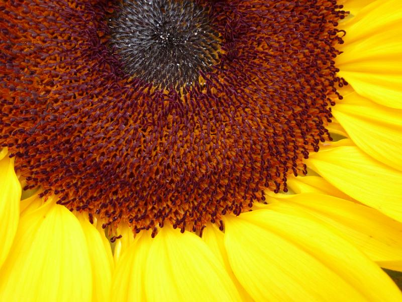 Free Stock Photo: Bright yellow sunflower or Helianthus with seeds forming in the center in a close up macro view