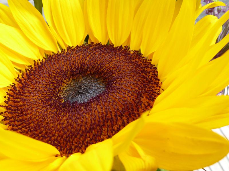 Free Stock Photo: Close up on the center of a bright yellow sunflower or Helianthus showing the formation of the oily seeds for which they are cultivated